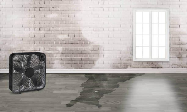 Best Sewage cleanup and water damage restoration  in Chippewa Falls, WI